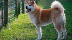 6 Kutyák, amelyek hirtelen agressziót mutathatnak